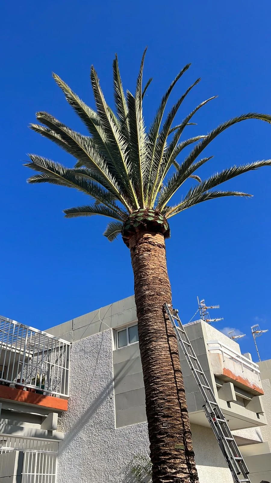 DNT Renovación – renovation project in Tenerife (213)